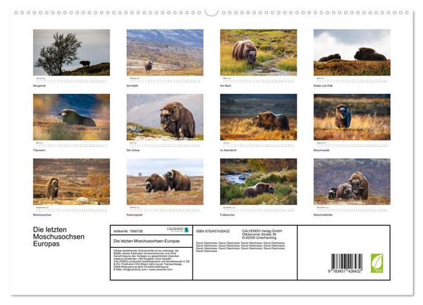 Produktbild: Die letzten Moschusochsen Europas (hochwertiger Premium Wandkalender 2026 DIN A2 quer), Kunstdruck in Hochglanz