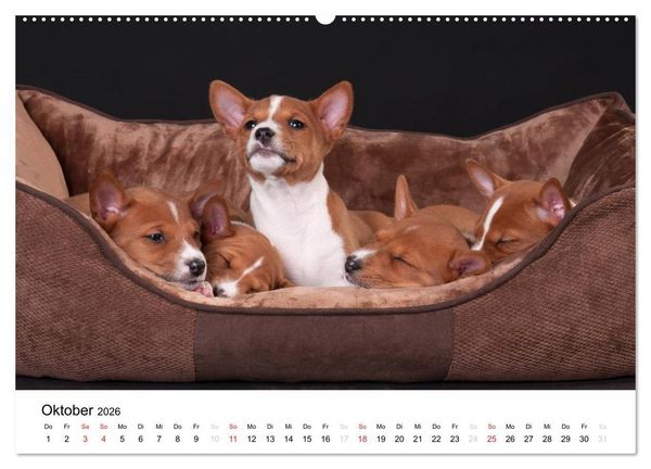 Produktbild: Allerliebste Basenji Welpen 2026 (Wandkalender 2026 DIN A2 quer), CALVENDO Monatskalender