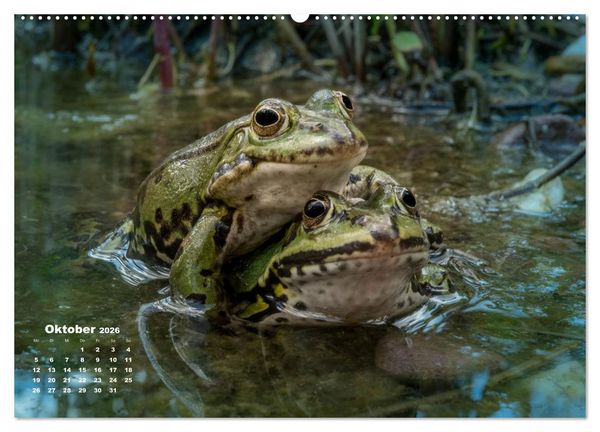 Produktbild: Gl&uuml;ckliche Fr&ouml;sche (hochwertiger Premium Wandkalender 2026 DIN A2 quer), Kunstdruck in Hochglanz