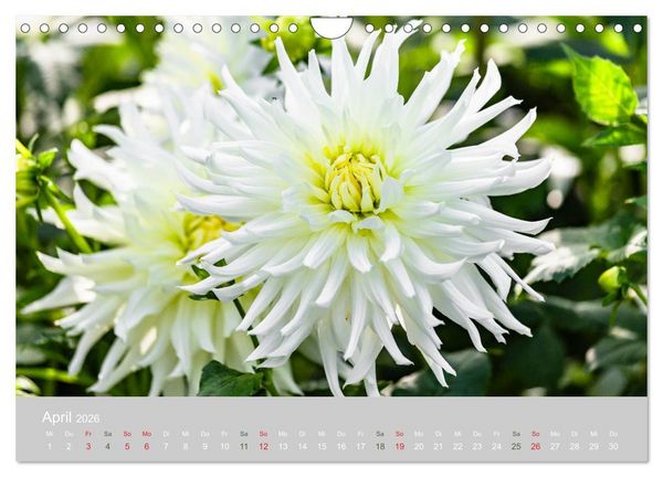 Produktbild: Dahlien - Prachtvolle Bl&uuml;ten des Sp&auml;tsommers (Wandkalender 2026 DIN A4 quer), CALVENDO Monatskalender