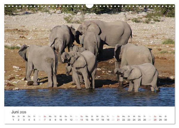 Produktbild: Namibia - Tierische Vielfalt (Wandkalender 2026 DIN A3 quer), CALVENDO Monatskalender