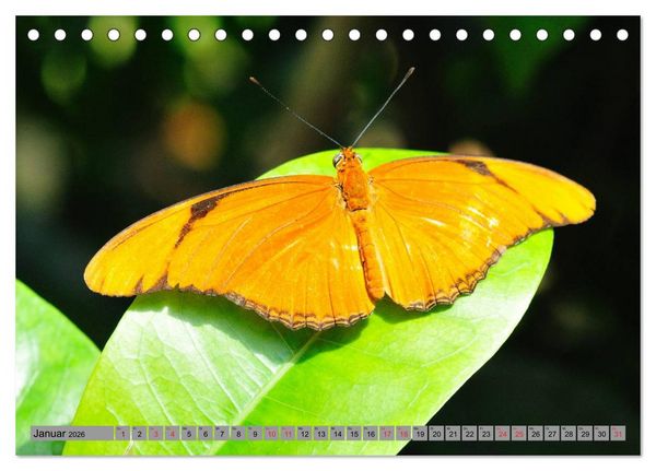 Produktbild: Butterfly's - Schmetterlinge f&uuml;r Zuhause (Tischkalender 2026 DIN A5 quer), CALVENDO Monatskalender