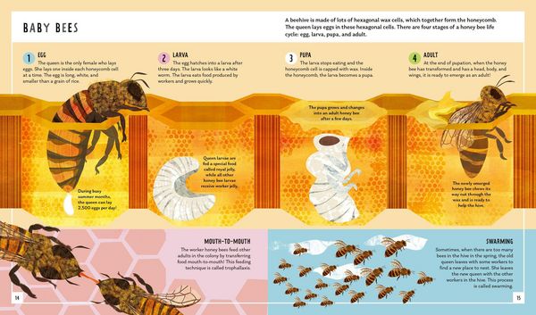 Produktbild: Honey Bee (Young Zoologist)