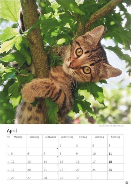 Produktbild: Katzen Kalender 2027