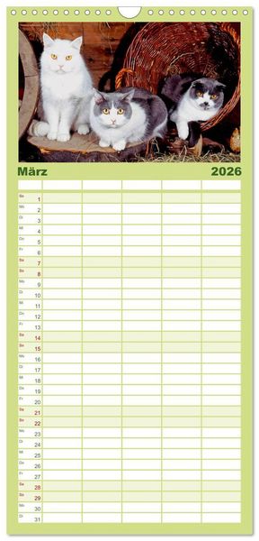 Produktbild: Familienplaner 2026 - Katzen mit 5 Spalten (Wandkalender, 21 x 45 cm) CALVENDO