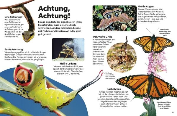 Produktbild: memo Wissen Kids. Insekten