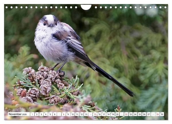 Produktbild: Heimische Gartenv&ouml;gel (Wandkalender 2026 DIN A4 quer), CALVENDO Monatskalender