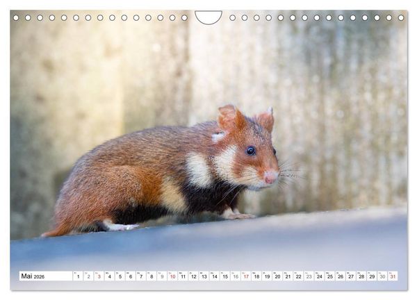 Produktbild: Herzige Feldhamster - farbenfrohe Nagetiere im st&auml;dtischen Lebensraum (Wandkalender 2026 DIN A4 quer), CALVENDO Monatskalender