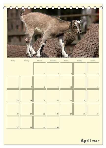 Produktbild: Zwergziegen (Tischkalender 2026 DIN A5 hoch), CALVENDO Monatskalender