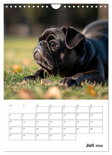 Produktbild: MOPS Pfotengl&uuml;ck in Faltenform (Wandkalender 2026 DIN A4 hoch), CALVENDO Monatskalender
