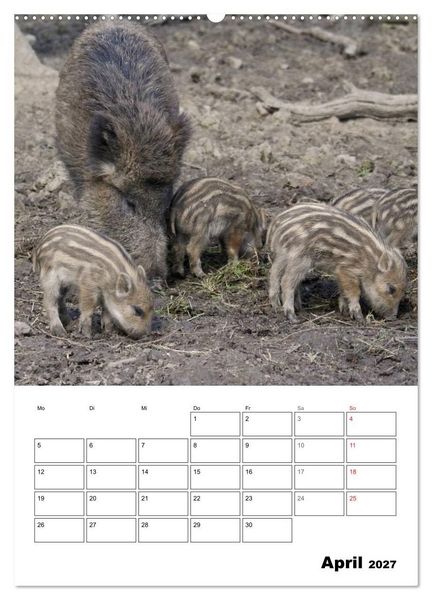 Produktbild: Der wildschweinische Terminplaner (hochwertiger Premium Wandkalender 2027 DIN A2 hoch), Kunstdruck in Hochglanz