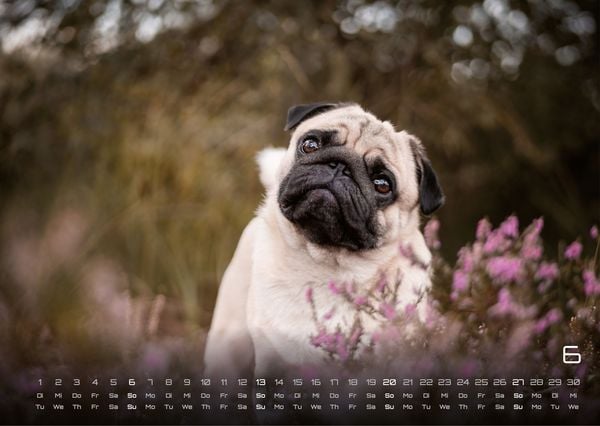 Produktbild: Wuff - Unsere Vierbeiner - Der Hundekalender - 2027 - Kalender DIN A3