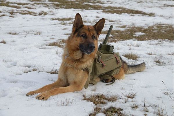 Produktbild: The War Dog - Ihre letzte Hoffnung