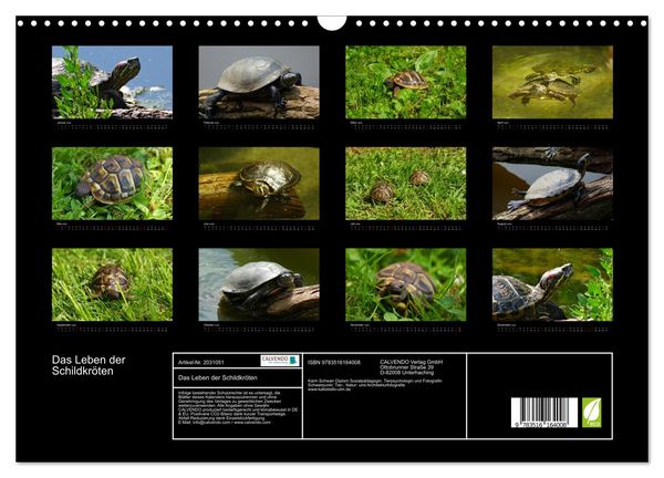 Produktbild: Das Leben der Schildkr&ouml;ten (Wandkalender 2026 DIN A3 quer), CALVENDO Monatskalender