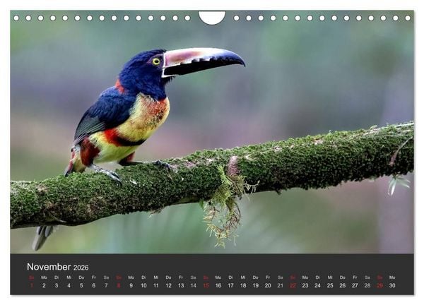 Produktbild: Costa Rica 2026 Exotische Vogelwelt (Wandkalender 2026 DIN A4 quer), CALVENDO Monatskalender