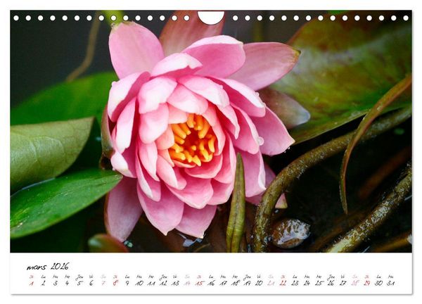 Produktbild: N&eacute;nuphars enchanteurs (Calendrier mural 2026 DIN A4 vertical), CALVENDO calendrier mensuel