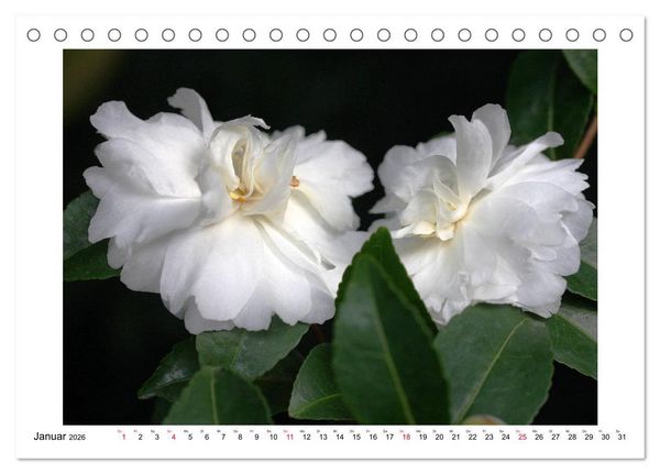 Produktbild: Geheimnisvolle Kamelien (Tischkalender 2026 DIN A5 quer), CALVENDO Monatskalender