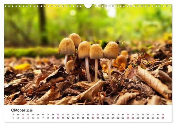 Produktbild: Pilze - Geheimnisvolle Herrscher der W&auml;lder (Wandkalender 2026 DIN A3 quer), CALVENDO Monatskalender