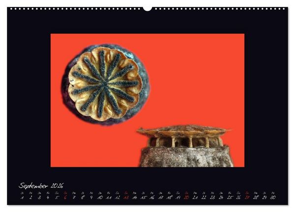 Produktbild: MOHNographie (hochwertiger Premium Wandkalender 2026 DIN A2 quer), Kunstdruck in Hochglanz