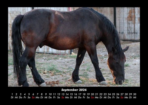 Produktbild: Pferdetraum 2026 Fotokalender DIN A3