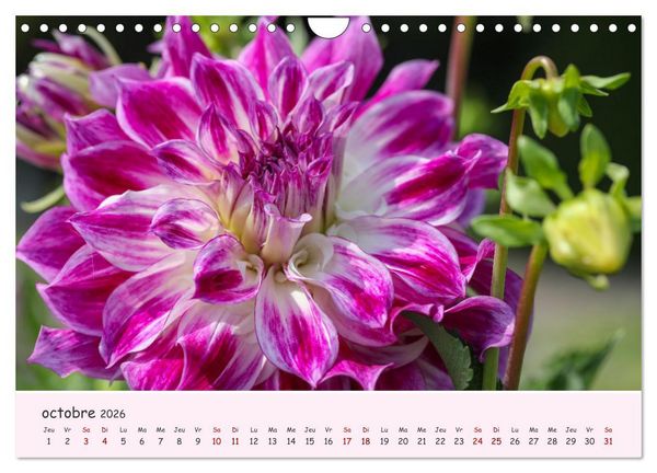 Produktbild: Les Dahlias en pleine floraison (Calendrier mural 2026 DIN A4 vertical), CALVENDO calendrier mensuel