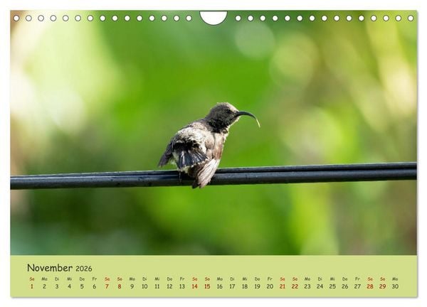 Produktbild: Gefiederte Sch&ouml;nheiten Ostafrikas (Wandkalender 2026 DIN A4 quer), CALVENDO Monatskalender