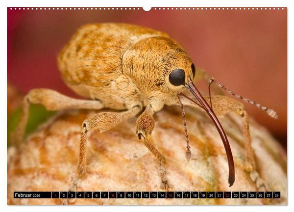 Produktbild: Insekten &bull; Bizarre Naturwunder (Wandkalender 2026 DIN A2 quer), CALVENDO Monatskalender