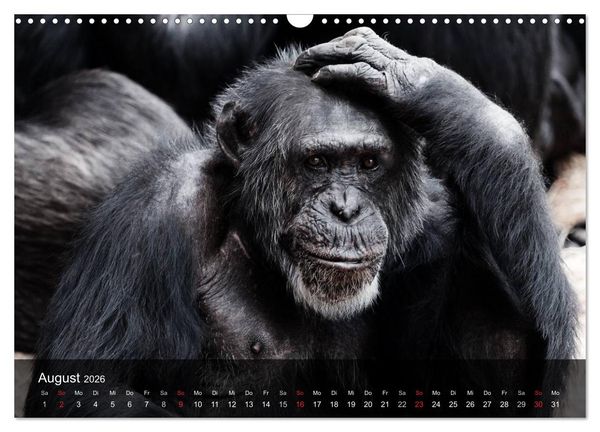 Produktbild: Menschenaffen. Gorillas, Schimpansen, Orang-Utans (Wandkalender 2026 DIN A3 quer), CALVENDO Monatskalender
