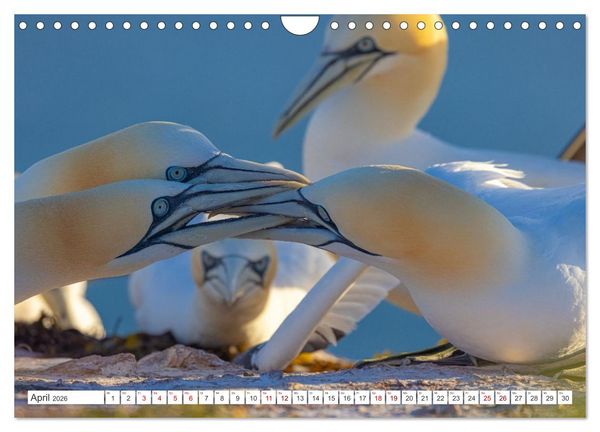 Produktbild: Basst&ouml;lpel - Helgolands faszinierende V&ouml;gel (Wandkalender 2026 DIN A4 quer), CALVENDO Monatskalender