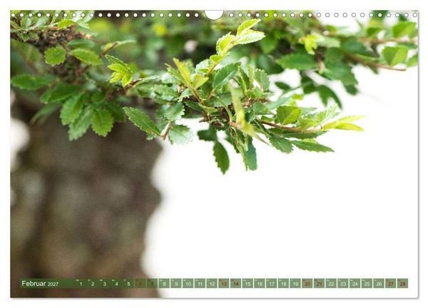 Produktbild: Bonsai ganz nah (Wandkalender 2027 DIN A3 quer), CALVENDO Monatskalender