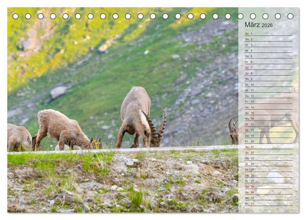 Produktbild: Bergk&ouml;nige - Steinb&ouml;cke im Blickpunkt der Naturfotografie (Tischkalender 2026 DIN A5 quer), CALVENDO Monatskalender