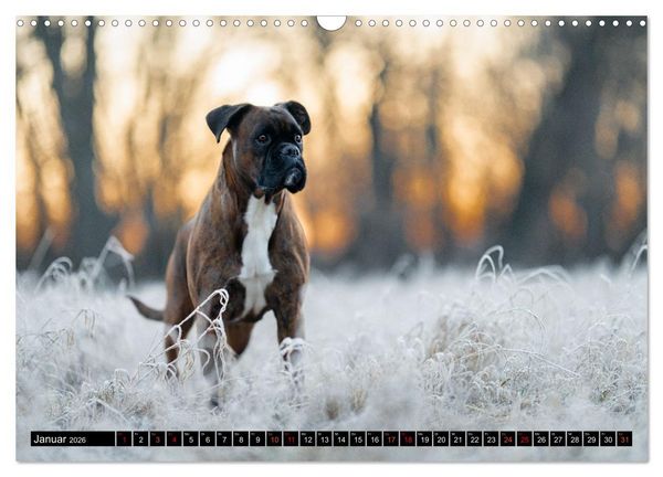 Produktbild: K&auml;the - ein Boxer mit Charme (Wandkalender 2026 DIN A3 quer), CALVENDO Monatskalender