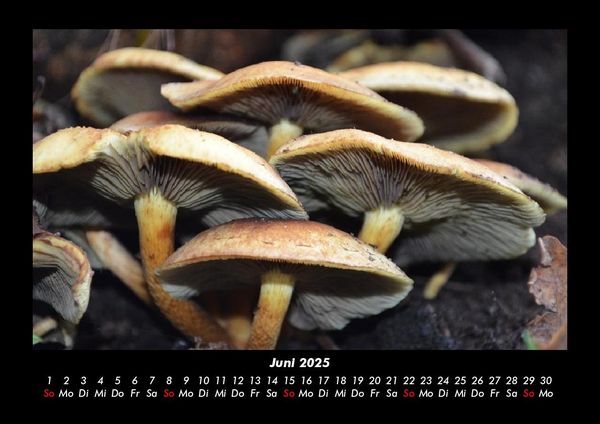 Produktbild: Pilzkalender 2025 Fotokalender DIN A3