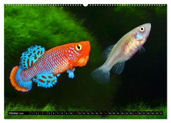 Produktbild: Killifische &ndash; Bunte Fische Afrikas (hochwertiger Premium Wandkalender 2026 DIN A2 quer), Kunstdruck in Hochglanz