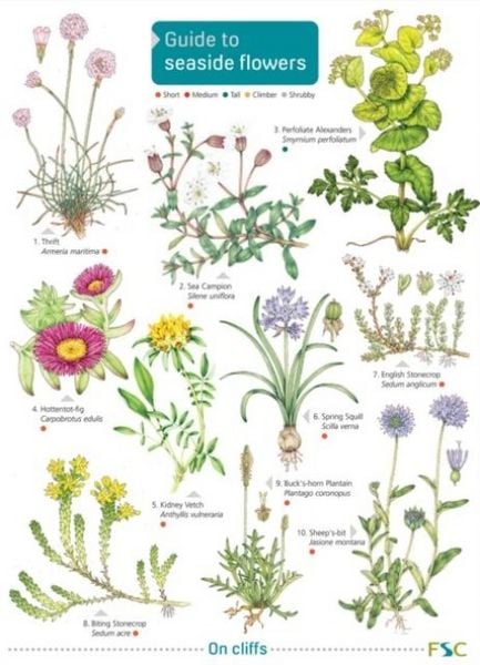 Produktbild: Seaside Flowers