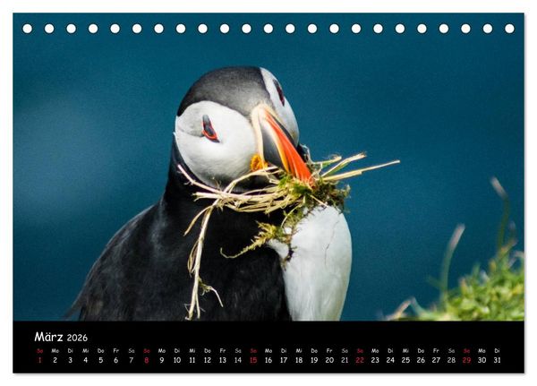 Produktbild: Die Papageientaucher von Mykines (Tischkalender 2026 DIN A5 quer), CALVENDO Monatskalender