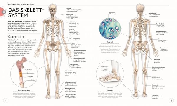 Produktbild: Yoga verstehen - Die Anatomie der Yoga-Haltungen