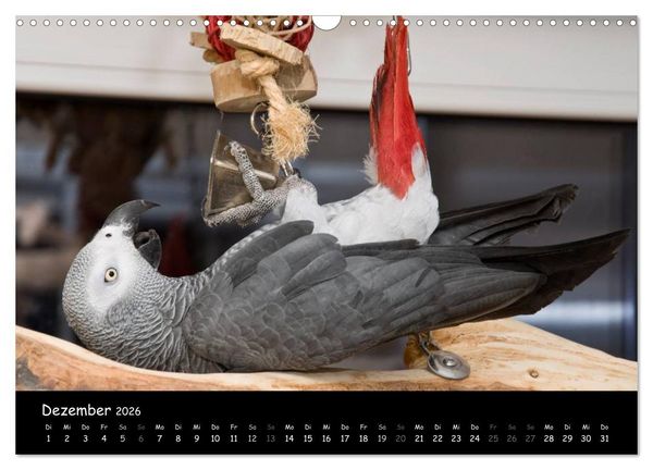 Produktbild: Graupapageien mit Herz (Wandkalender 2026 DIN A3 quer), CALVENDO Monatskalender