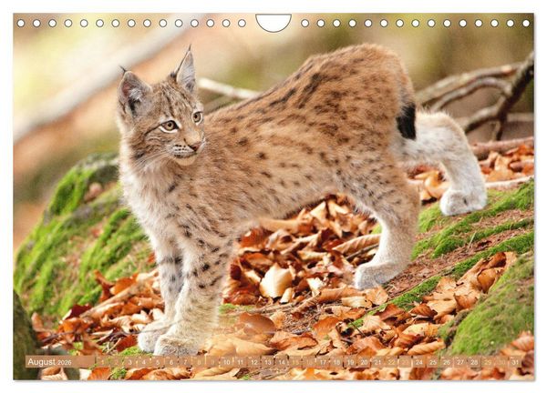 Produktbild: Dem Luchs auf der Spur (Wandkalender 2026 DIN A4 quer), CALVENDO Monatskalender