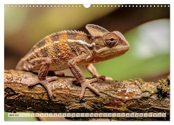 Produktbild: Die kleinsten Tiere - Weltweit (Wandkalender 2027 DIN A3 quer), CALVENDO Monatskalender