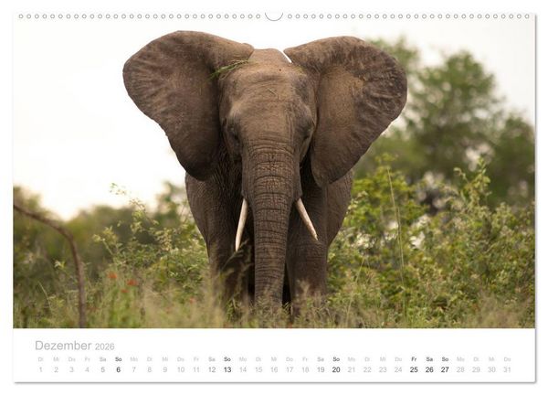 Produktbild: Tierische Gl&uuml;cksmomente mit Weisheiten (hochwertiger Premium Wandkalender 2026 DIN A2 quer), Kunstdruck in Hochglanz
