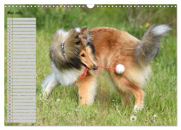 Produktbild: Highland Hawk Fame - Ein Collie begleitet durch das Jahr (Wandkalender 2026 DIN A3 quer), CALVENDO Monatskalender