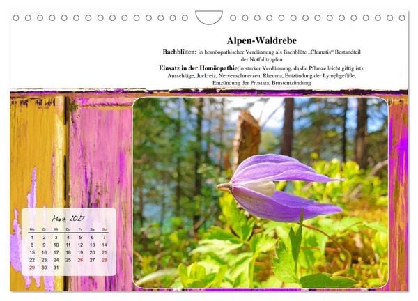 Produktbild: Gesundheit vor deiner Haust&uuml;re - Heilpflanzen am Alpenrand - Wirkung, Anwendungsbereiche und Teezubereitung (Wandkalender 2027 DIN A4 quer), CALVENDO Monatskalender