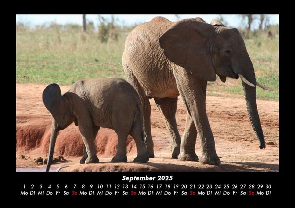Produktbild: Elefanten Kalender 2025 Fotokalender DIN A3