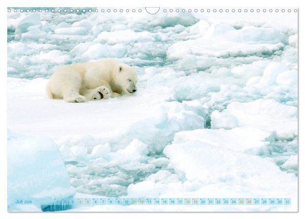 Produktbild: Eisb&auml;ren: Lebensk&uuml;nstler im Eis (Wandkalender 2026 DIN A3 quer), CALVENDO Monatskalender