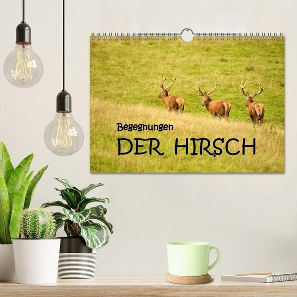 Produktbild: Begegnungen. DER HIRSCH (Wandkalender 2026 DIN A4 quer), CALVENDO Monatskalender