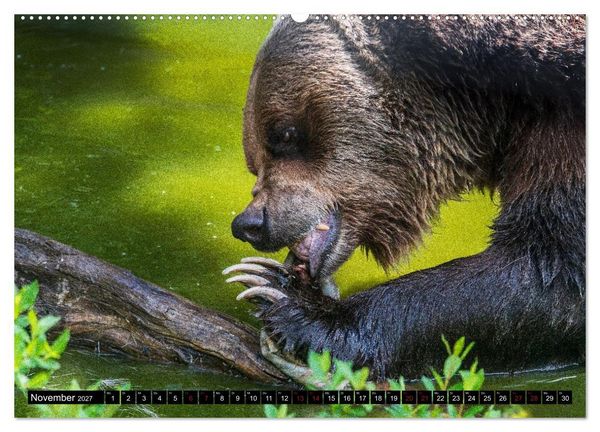 Produktbild: Grizzlys und Geisterb&auml;ren - Glendale Cove, Kanada (hochwertiger Premium Wandkalender 2027 DIN A2 quer), Kunstdruck in Hochglanz