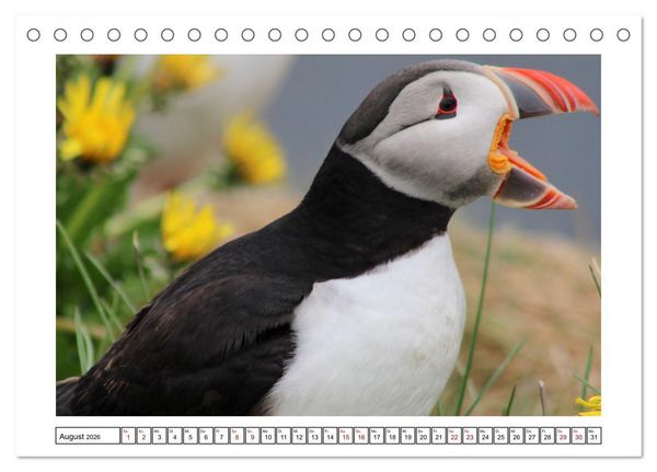 Produktbild: Papageientaucher 2026 - Magische V&ouml;gel des Nordmeers (Tischkalender 2026 DIN A5 quer), CALVENDO Monatskalender