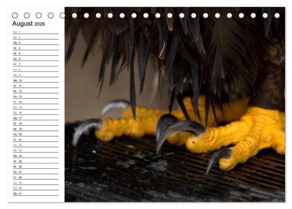 Produktbild: Der Wei&szlig;kopfseeadler (Tischkalender 2026 DIN A5 quer), CALVENDO Monatskalender