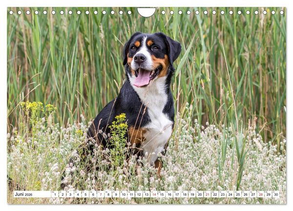 Produktbild: Gro&szlig;er Schweizer Sennenhund (Wandkalender 2026 DIN A4 quer), CALVENDO Monatskalender